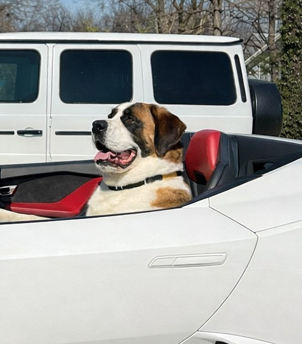 The Big Dog, a Saint Bernard, riding in the passenger seat